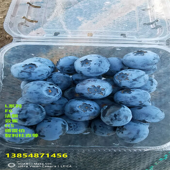 广西河池抗旱蓝莓苗好吃的新品种