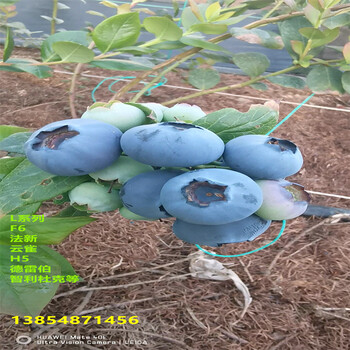 西藏昌都北高丛蓝莓苗近期报价