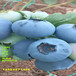 安徽黄山薄雾蓝莓苗高产品种推荐