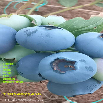 广东肇庆附近哪里有抗旱蓝莓苗