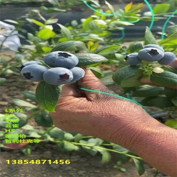 河南信阳L蓝莓苗近期批发价格