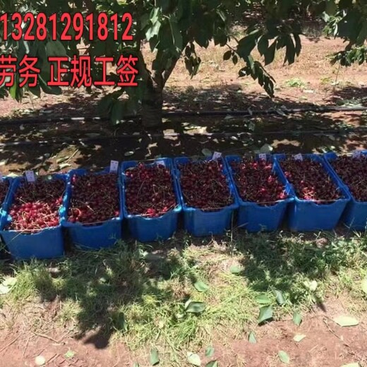 上海出国劳务公司种植工养殖工采摘工工作签证远境协派推送