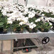 航迪智能温室水培盆栽花卉种植床潮汐苗床床面可移动