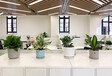 广州花卉租赁-公司如何设计植物摆放方案