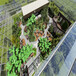 精美连栋阳光板玻璃生态阳光餐厅科学设计建造骨架苗床昌越温室