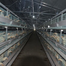 大型养鸡场的规划方案蛋鸡笼和肉鸡笼的养殖