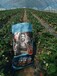 農富天下草莓水溶肥大量元素肥料