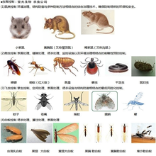 璋鑫环保主要是从事灭老鼠、灭蟑螂、灭白蚁、灭跳蚤灭螨虫