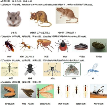 除虫除蟑螂、灭蟑螂、灭鼠、除虫除蚁、白蚁防治、除四害 -...