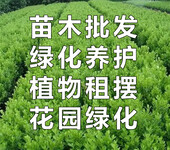重庆水生植物种植基地,再力花杯苗价格,水竹玉袋苗批发