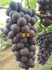 适合东北地区种植的葡萄品种出售夏黑葡萄苗
