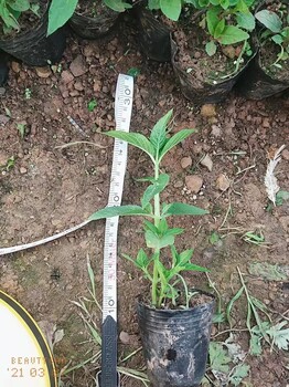 紅果參苗云南紅果參苗種植基地紅果參種植條件與技術(shù)