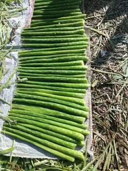 迪慶亳州貢菜價格貢菜多少錢一斤今年干貢菜價格