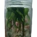 毛慈菇瓶子苗组培训化的药材苗子毛慈菇0.8毛/棵