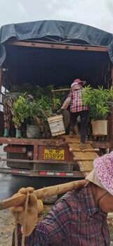 贵港贵州种植芒果苗广西桂七芒果苗批发金煌芒果果苗