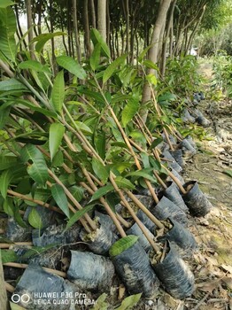 贵港贵州种植芒果苗广西桂七芒果苗批发金煌芒果果苗