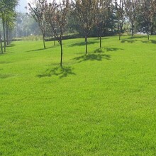 坡面防护每平米草籽用量是多少克