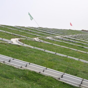 风电站绿化护坡草坪草种草籽多年生高羊茅种子承接绿化喷播工程