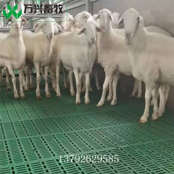 羊用漏屎板塑料羊圈地板羊用网架