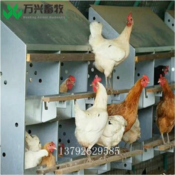 24穴產(chǎn)蛋箱種雞產(chǎn)蛋箱養(yǎng)雞用鐵產(chǎn)蛋箱