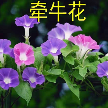 广西牵牛花在几月份开花