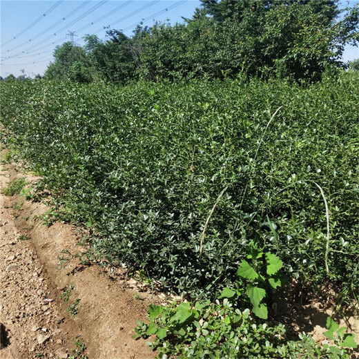 枳壳苗种植技术指导盘锦市