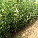 西安市种植方法枸橘苗