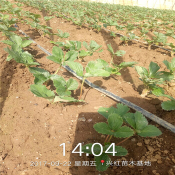 锡林郭勒盟成活率高小白草莓苗