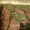 臨沂市品種多太空草莓苗