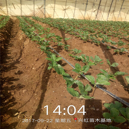 迪庆州批发基地草莓苗价格多少钱