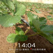 济南市几年结果哪里有草莓苗