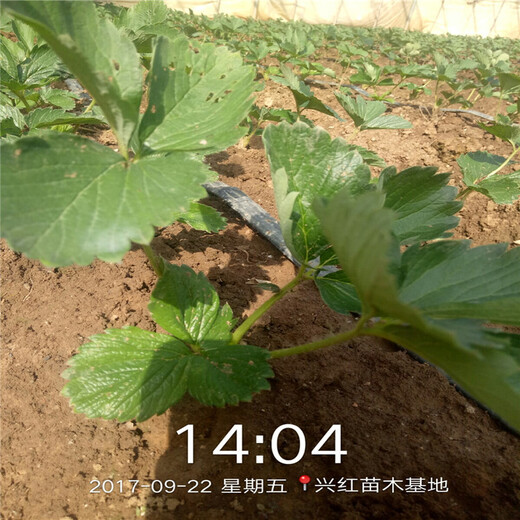 鹤壁市哪里有售脱毒草莓苗