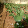 連云港市一棵多少錢批發草莓苗