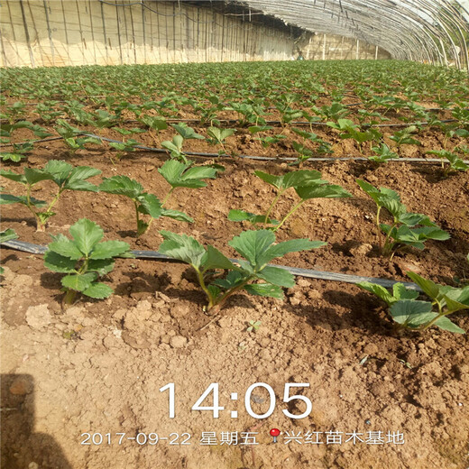 楚雄州种植技术指导红颜草莓苗