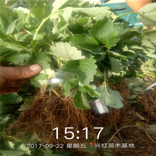 南阳市超厂家京香草莓苗