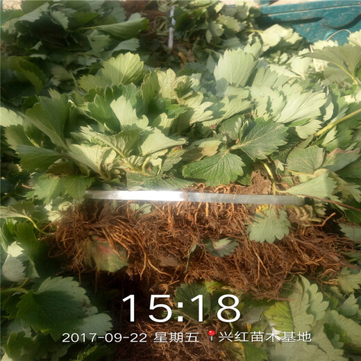 石嘴山市质量好草莓脱毒苗