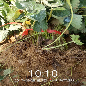 肇庆市几年结果草莓苗培育