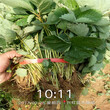 宜宾市100棵起售草莓苗的品种图片