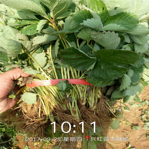 黄南州100棵起售脱毒草莓苗