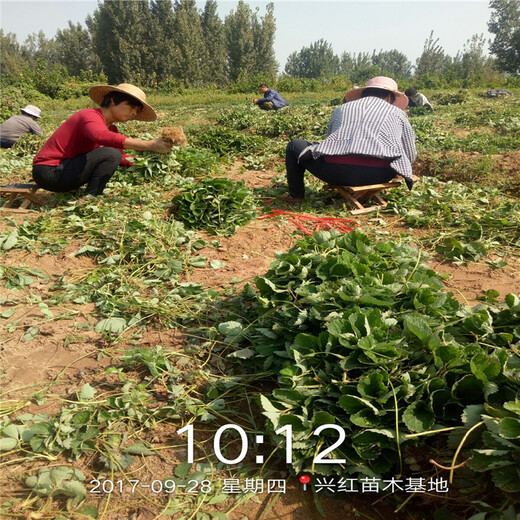 上海带土发货红颜草莓苗批发