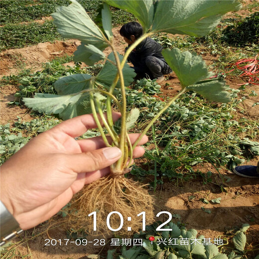 沈阳市100棵起售脱毒草莓苗