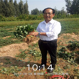 七台河市种植技术指导草莓苗价钱图片0