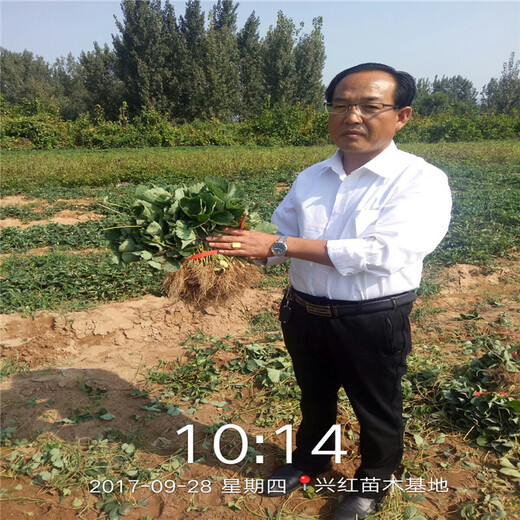 深圳市价格透明草莓苗多少钱一棵