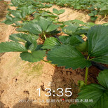 深圳市品种多什么草莓苗好图片1