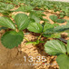 新余市超草莓苗繁殖