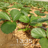 七台河市种植技术指导草莓苗价钱图片4