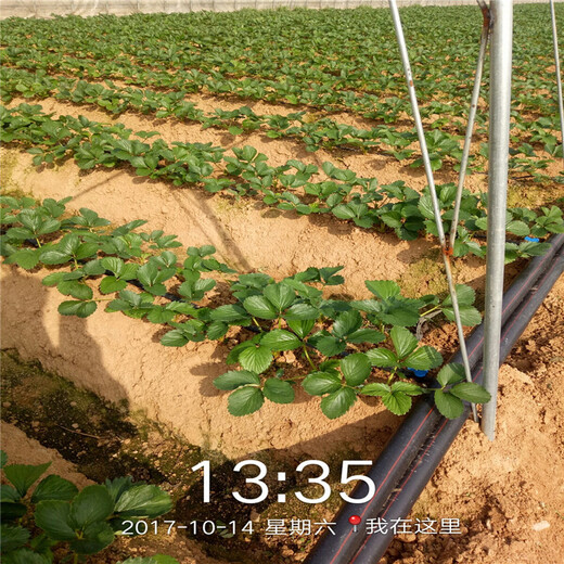 周口市种植方法草莓苗行情