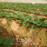深圳市品种多什么草莓苗好图片4