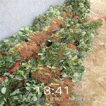 齐齐哈尔市品种假一赔十山东泰安草莓苗图片1