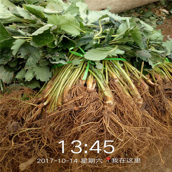 巴彦淖尔市种植示范基地甜查理草莓苗